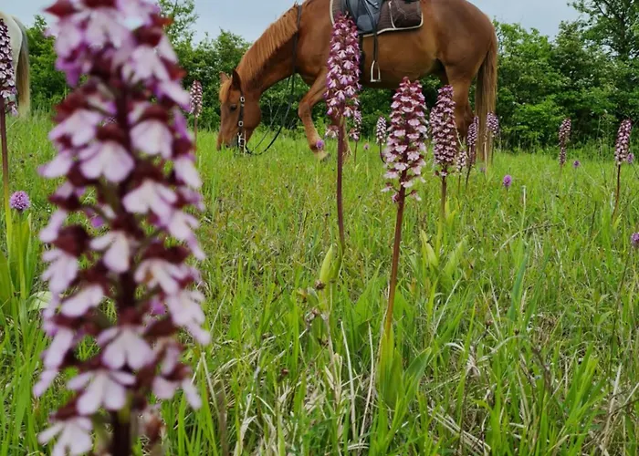 Holiday home Fuestoes Goemoerszolos *